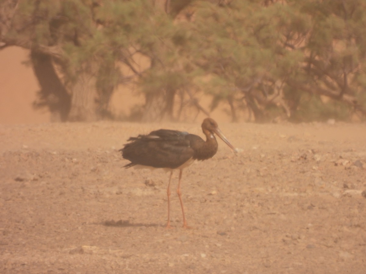 Black Stork - Luís Reino