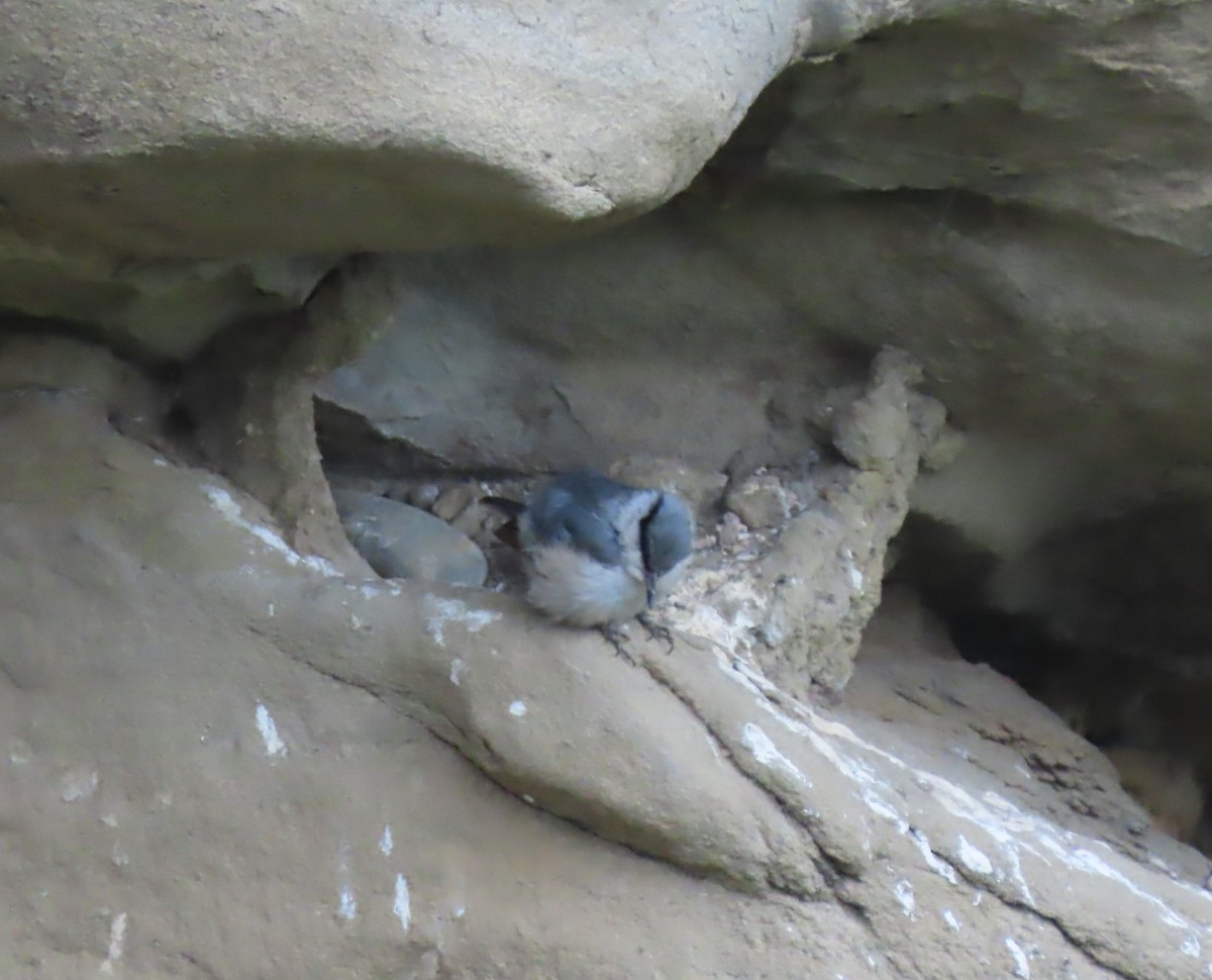 Western Rock Nuthatch - ML619576710