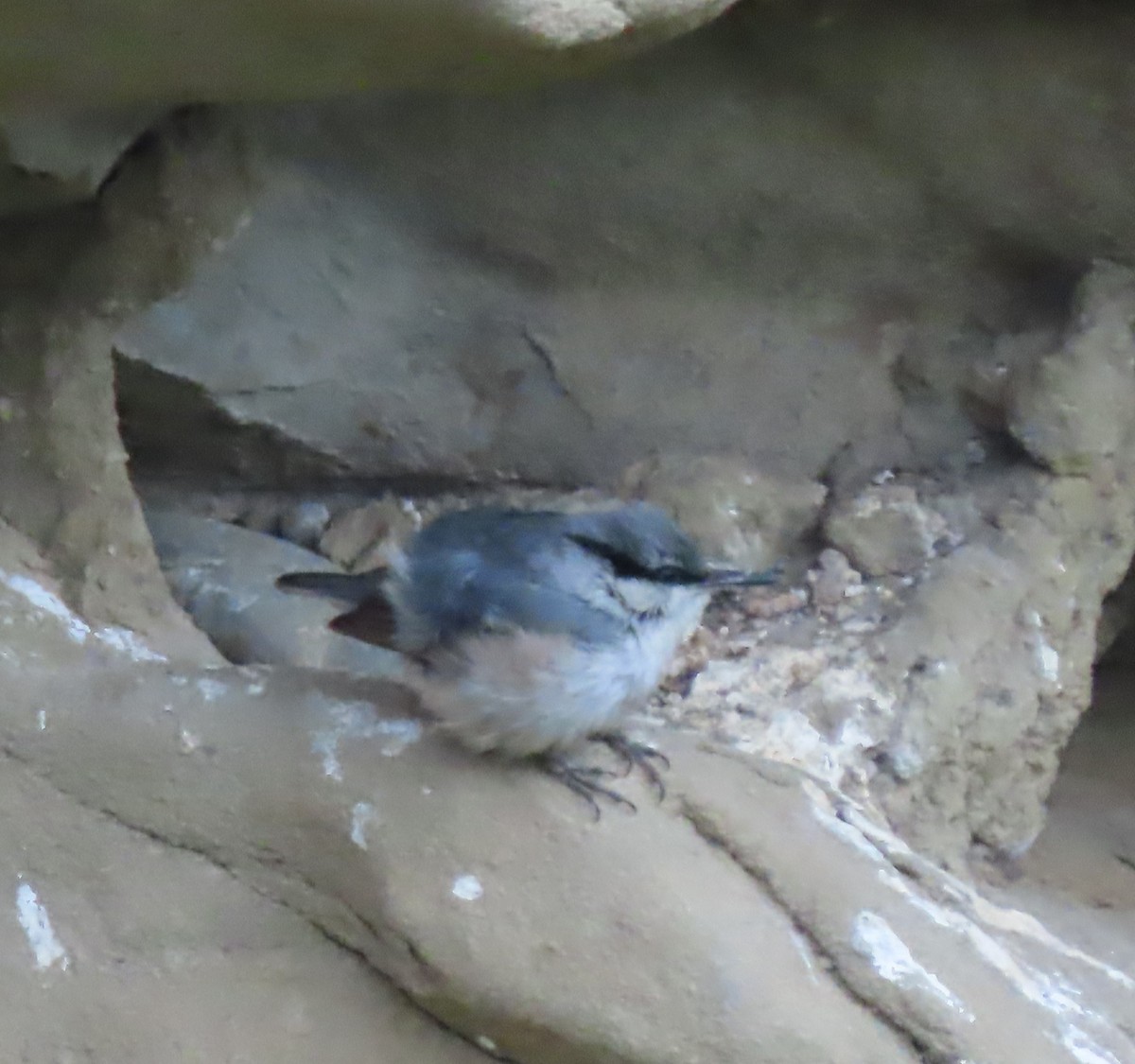 Western Rock Nuthatch - ML619576711