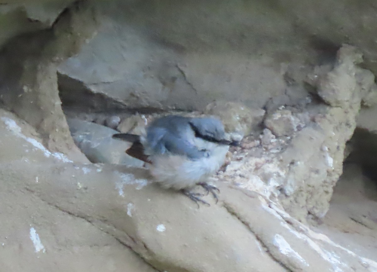 Western Rock Nuthatch - ML619576712