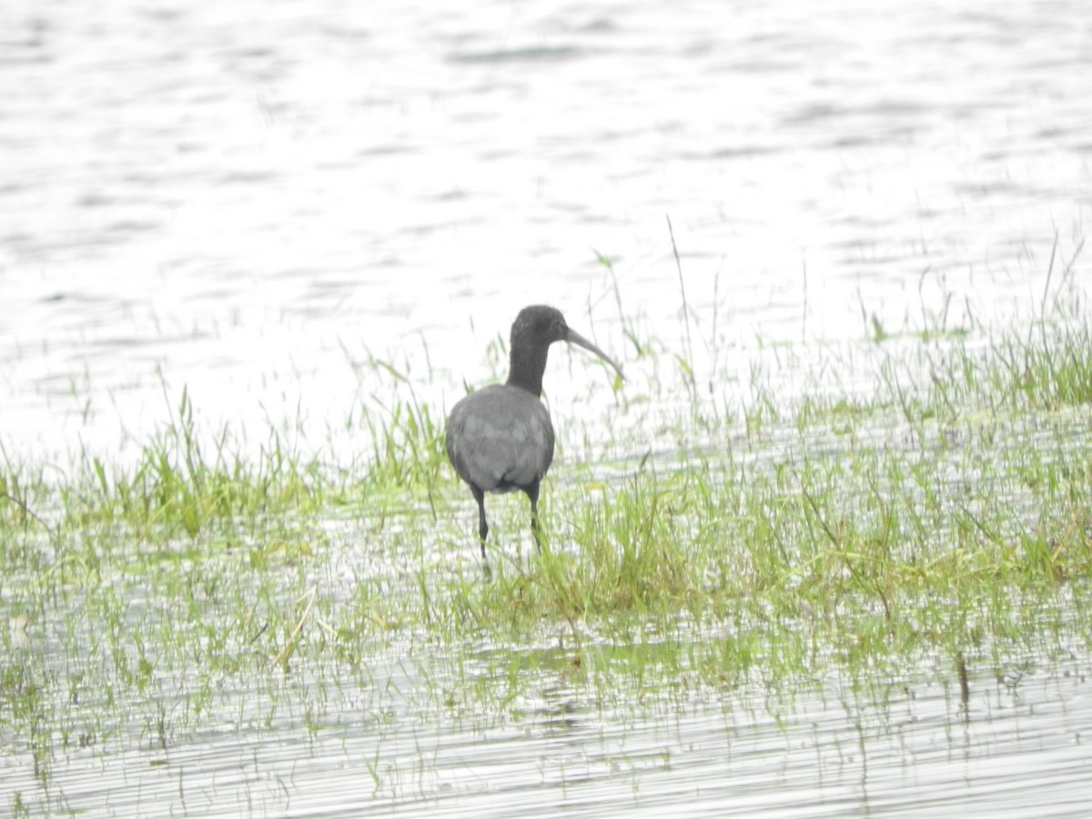 Puna Ibis - Agustin Carrasco