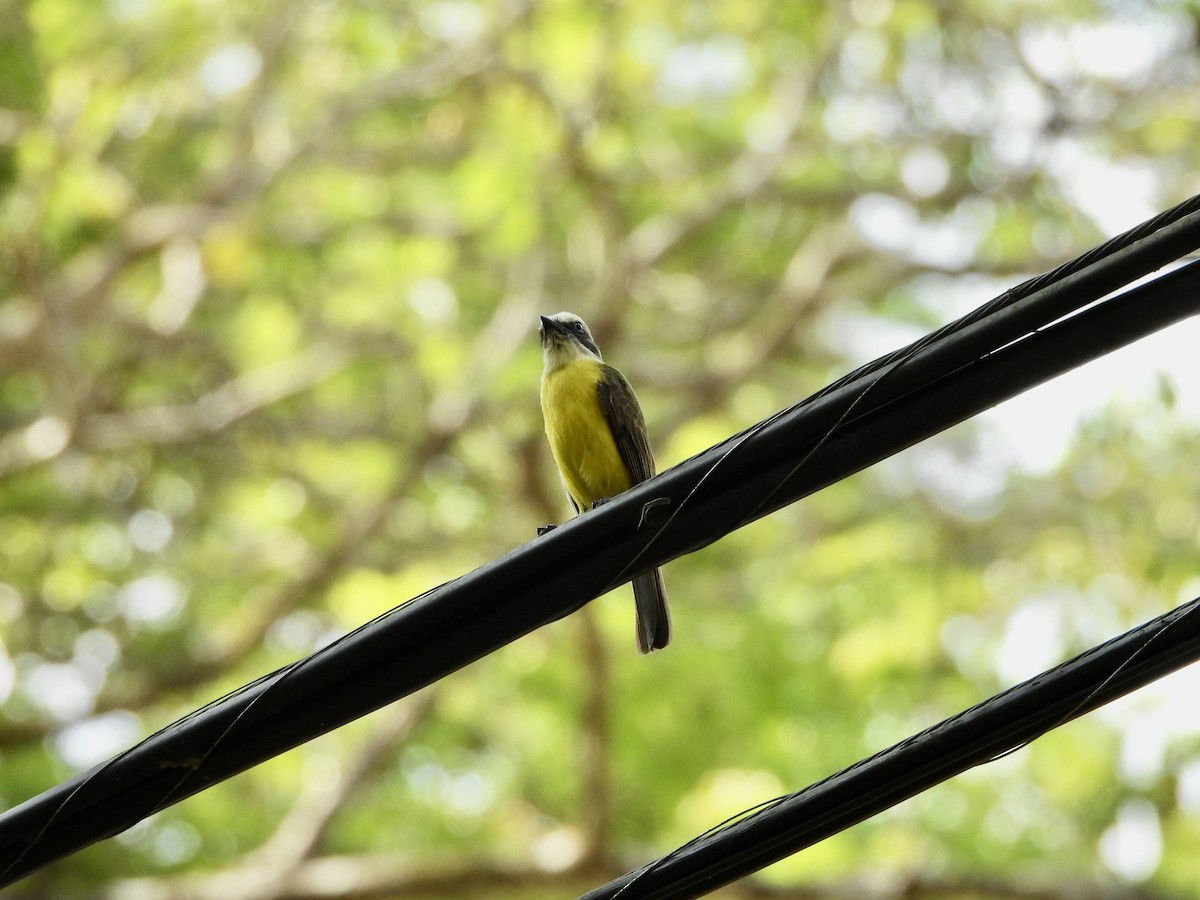 Social Flycatcher - Susan Thome-Barrett