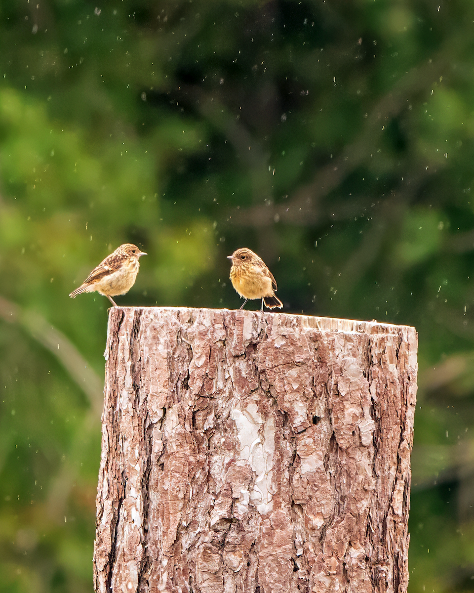 European Stonechat - Gavin Stone