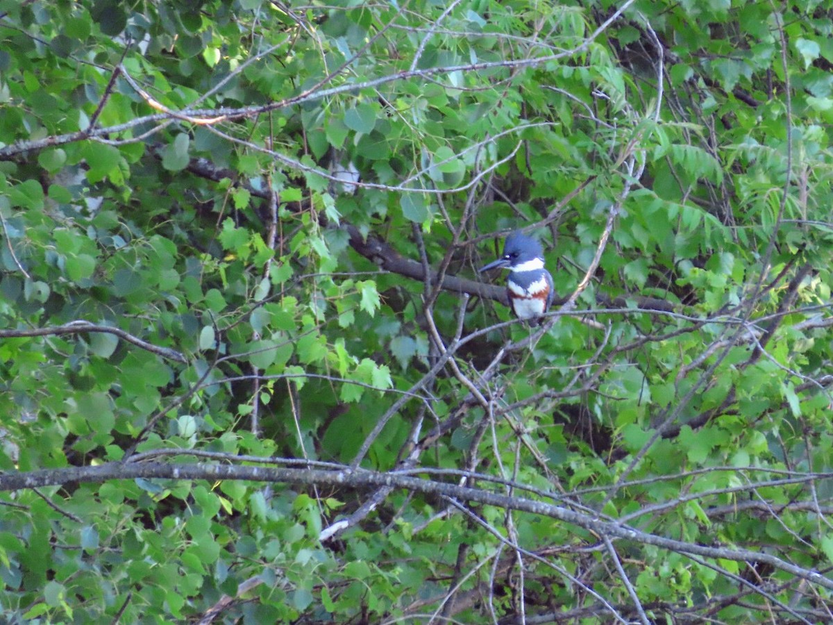 Belted Kingfisher - Tania Mohacsi