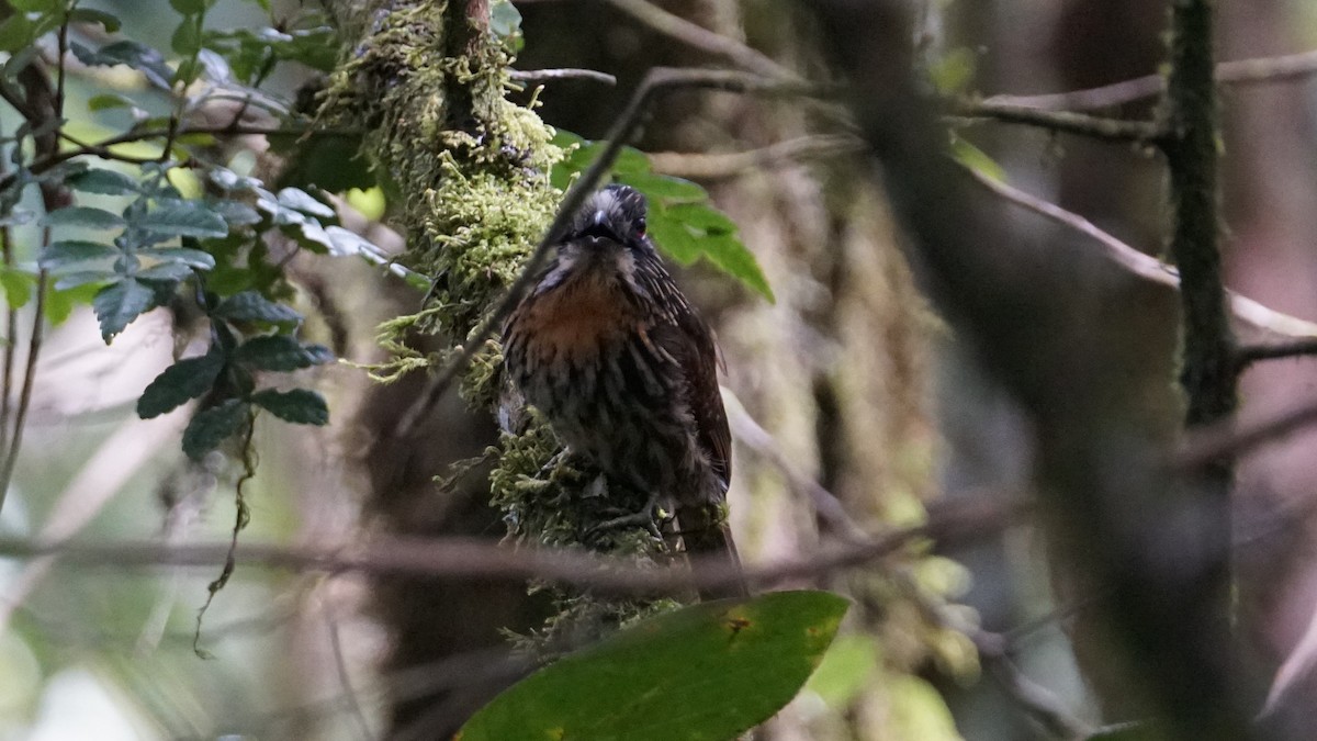 Black-streaked Puffbird - ML619576727