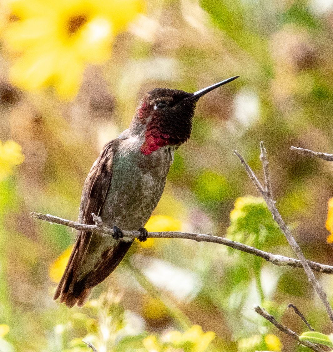 Anna's Hummingbird - Patty Drew