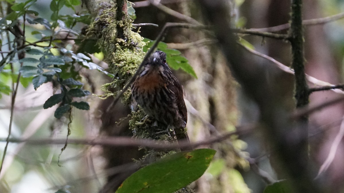 Black-streaked Puffbird - ML619576732