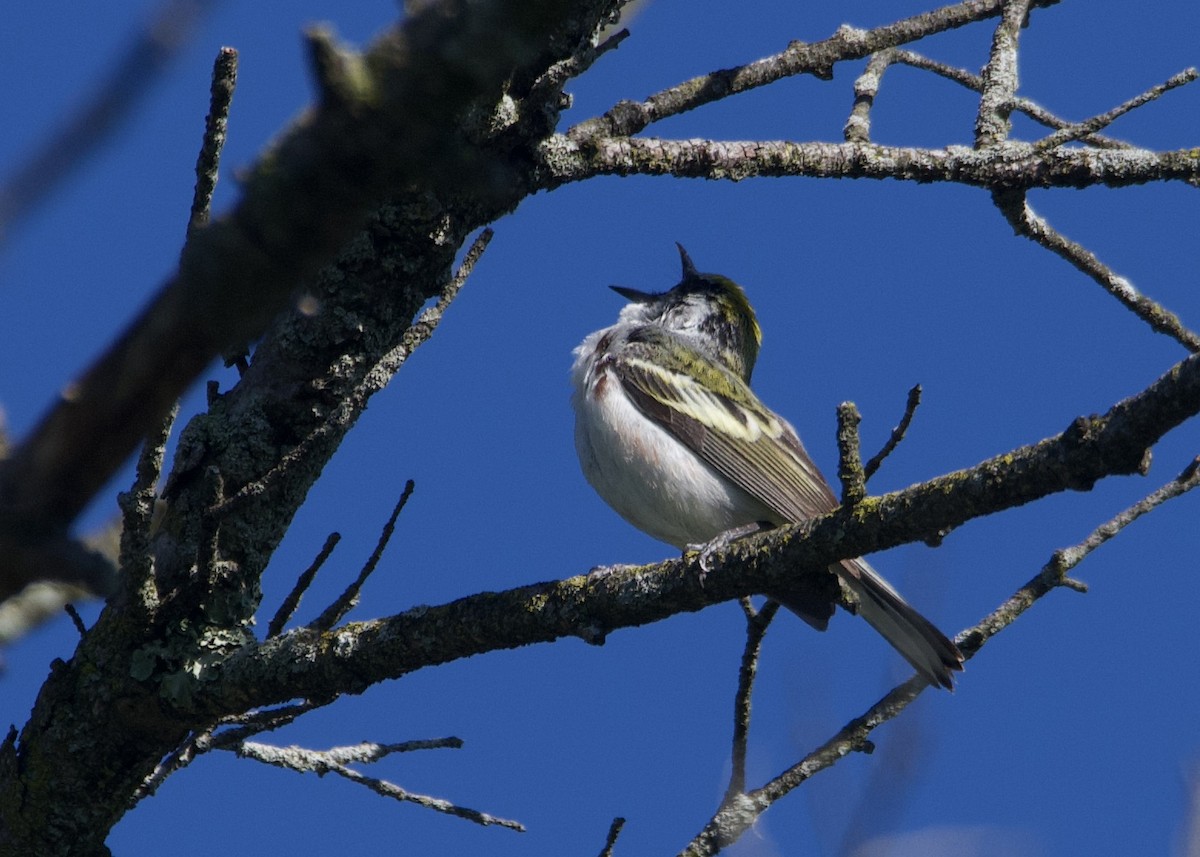 Chestnut-sided Warbler - ML619576735