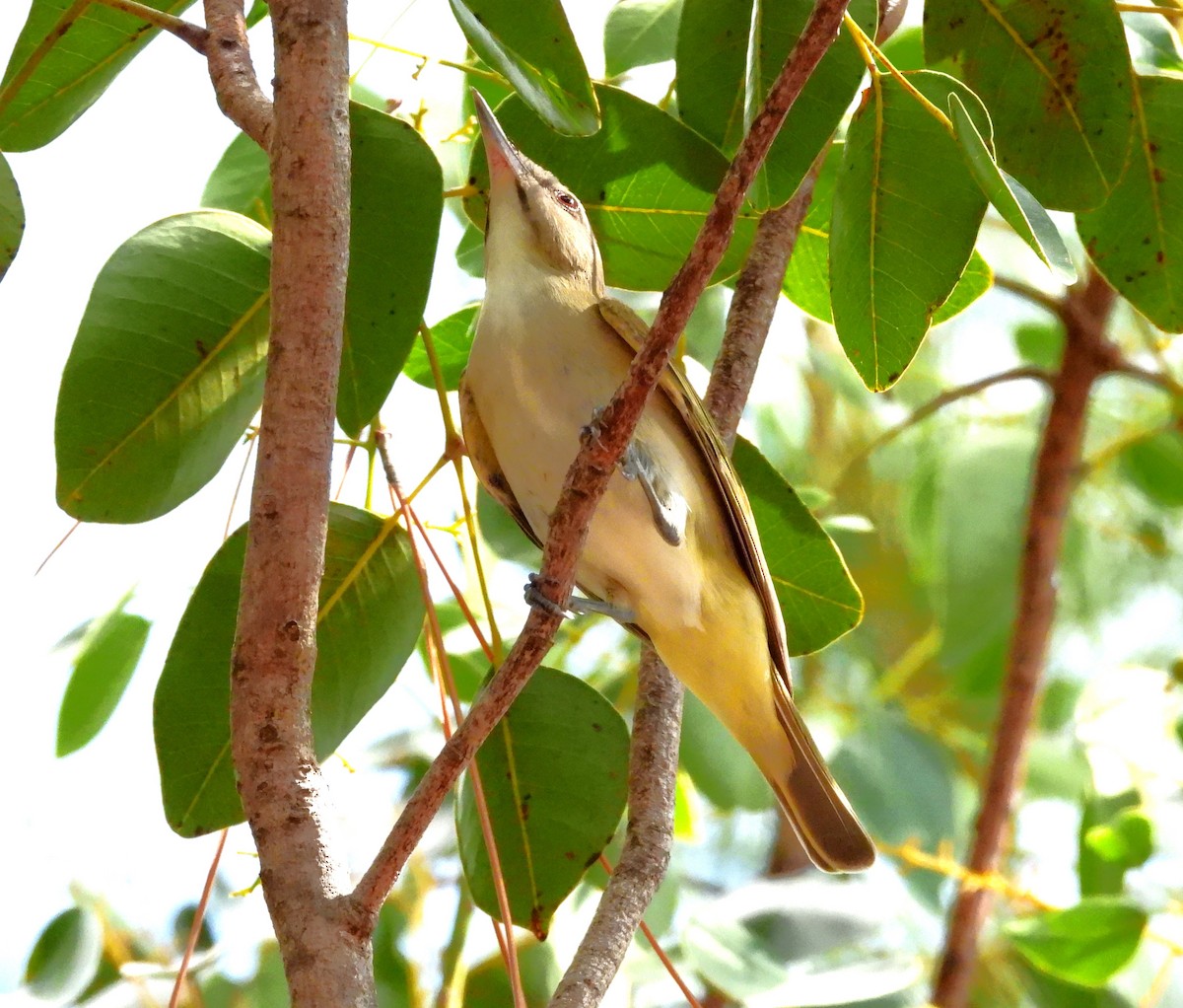 Black-whiskered Vireo - Amy Grimm