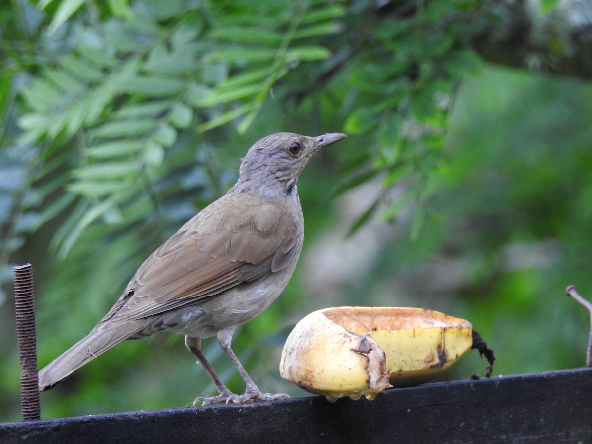 Pale-breasted Thrush - Jose Fernando Sanchez O.