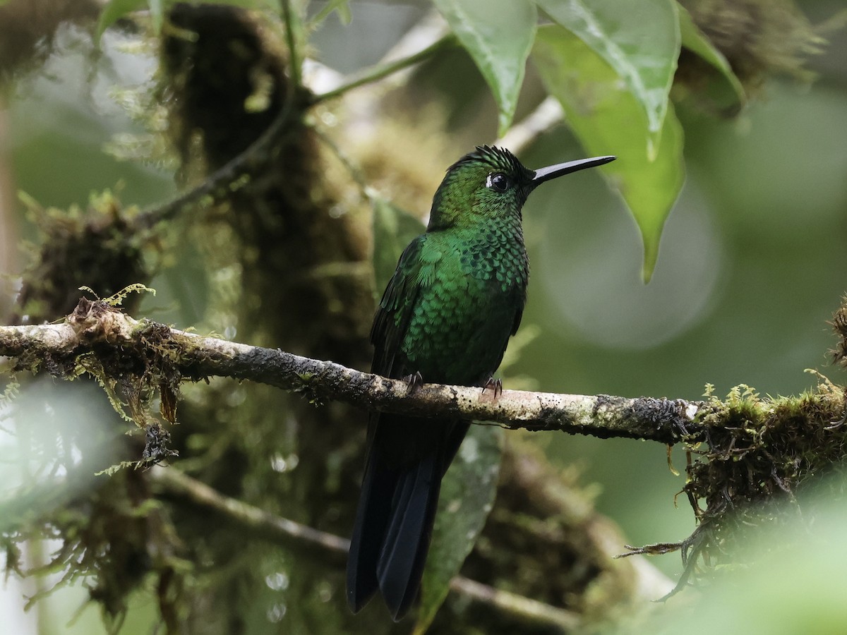 Green-crowned Brilliant - Amy Bishop & Doug Booher