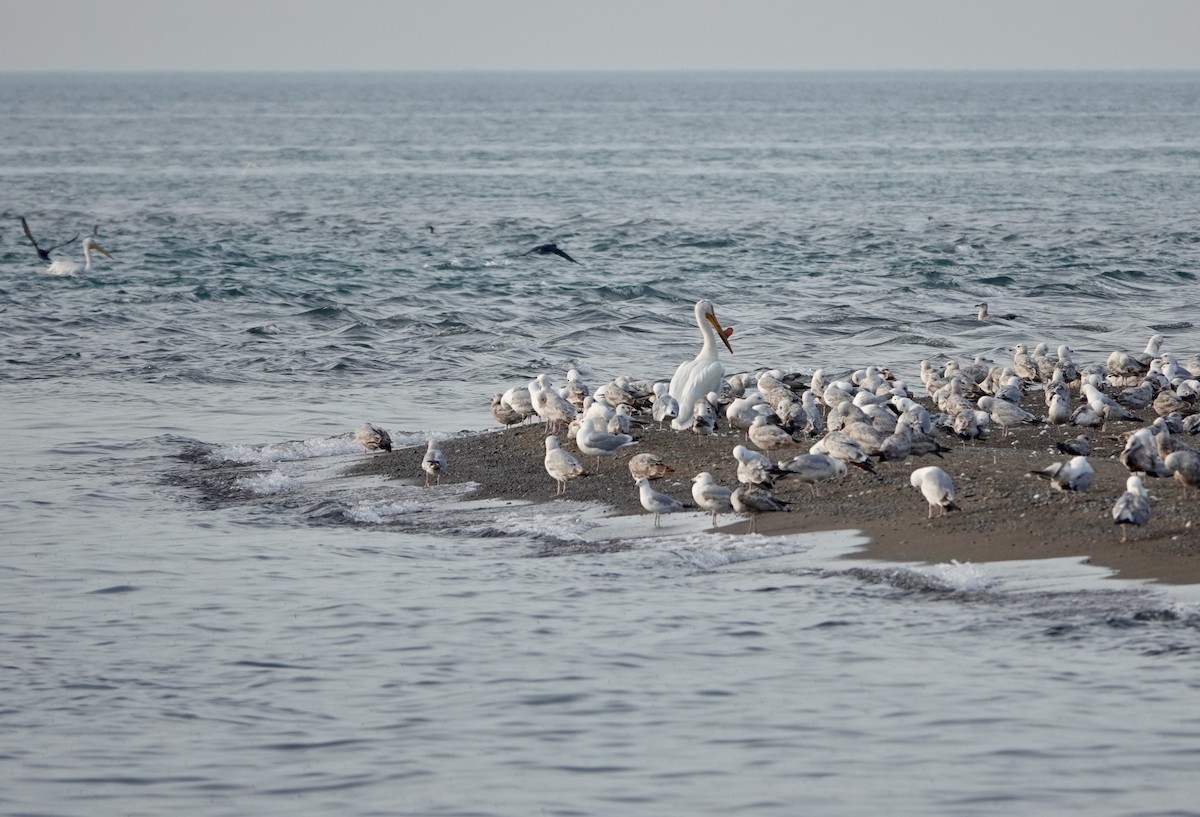 American White Pelican - ML619576740