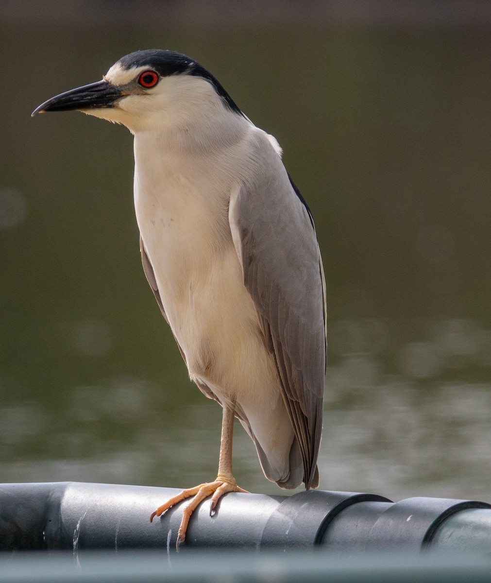 Black-crowned Night Heron - Patty Drew