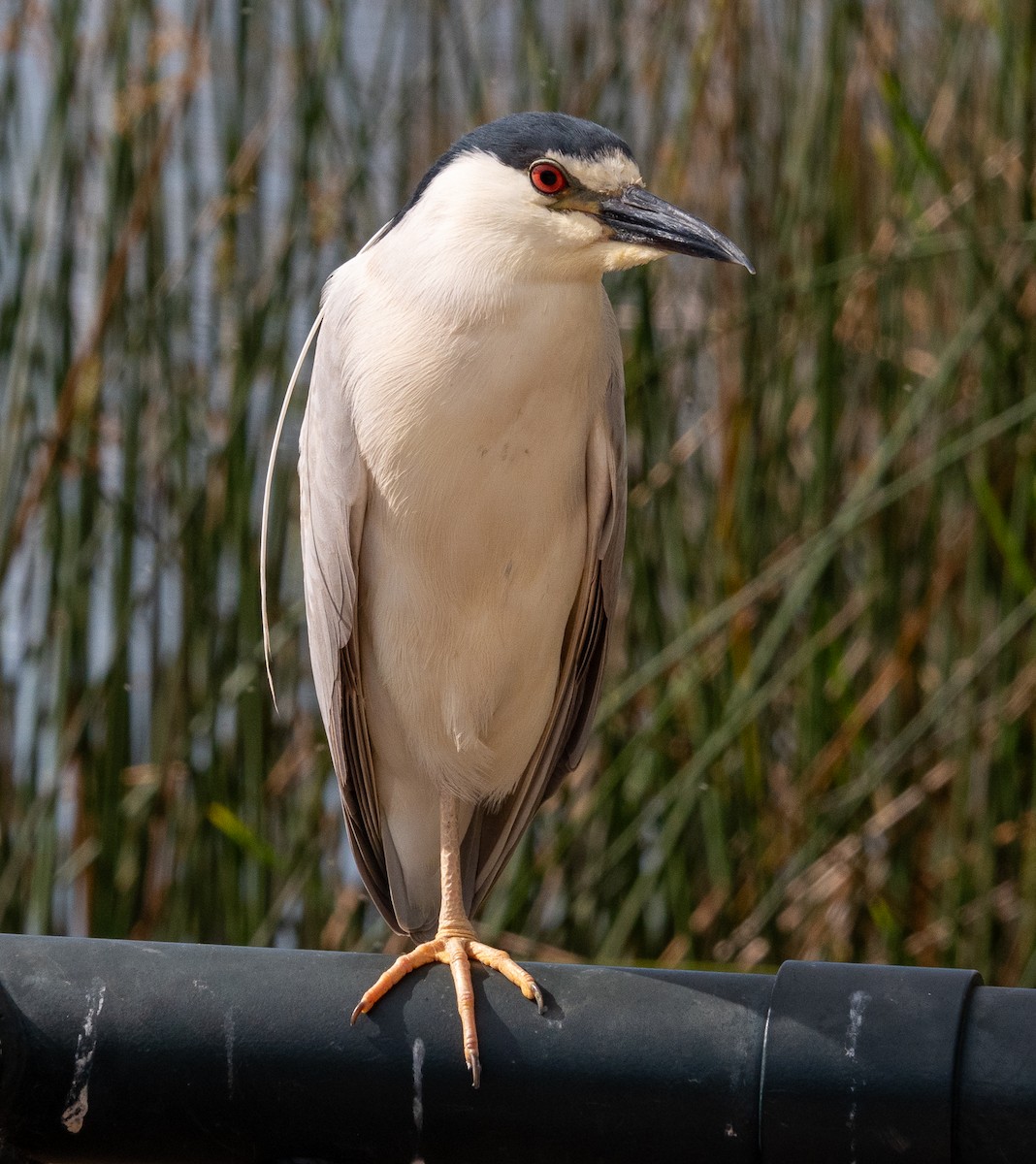 Black-crowned Night Heron - Patty Drew