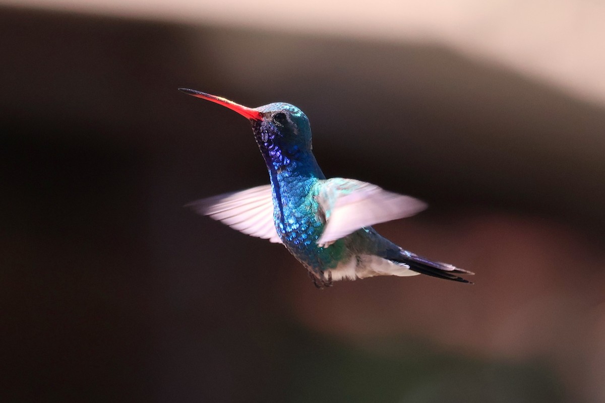 Broad-billed Hummingbird - Tricia Vesely