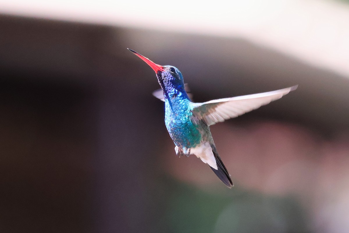 Broad-billed Hummingbird - Tricia Vesely