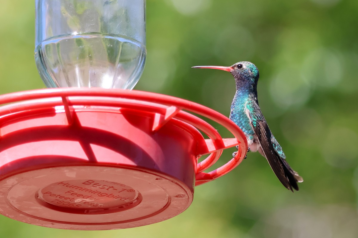 Broad-billed Hummingbird - Tricia Vesely