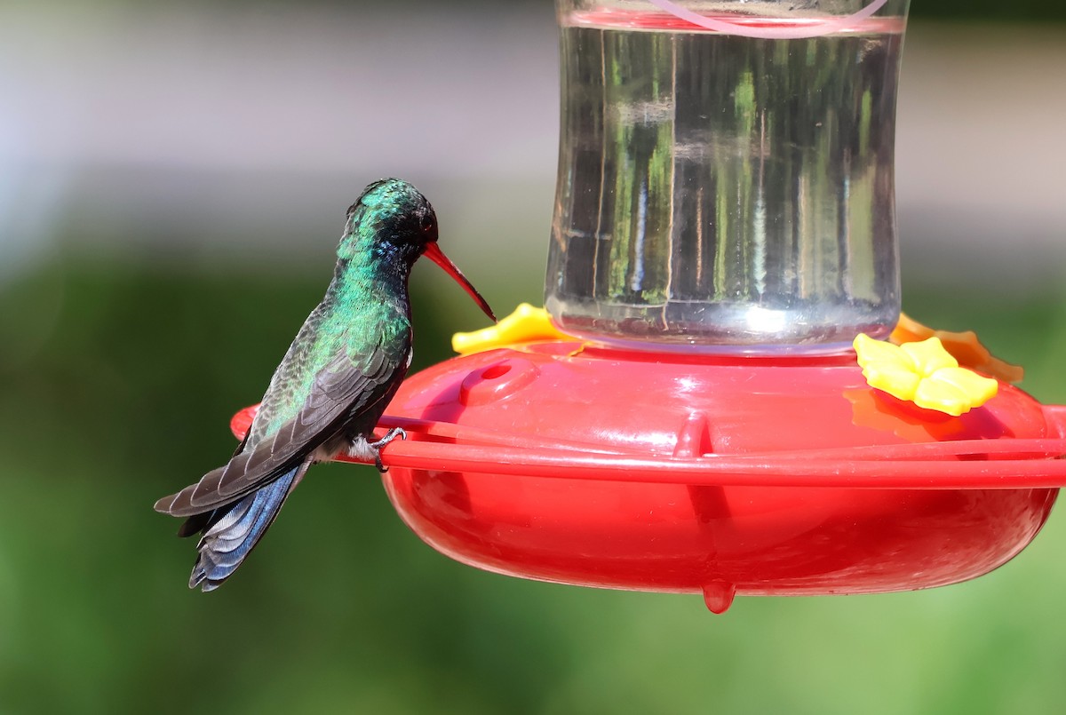 Broad-billed Hummingbird - Tricia Vesely