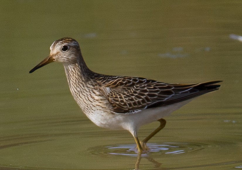 Pectoral Sandpiper - José Martín