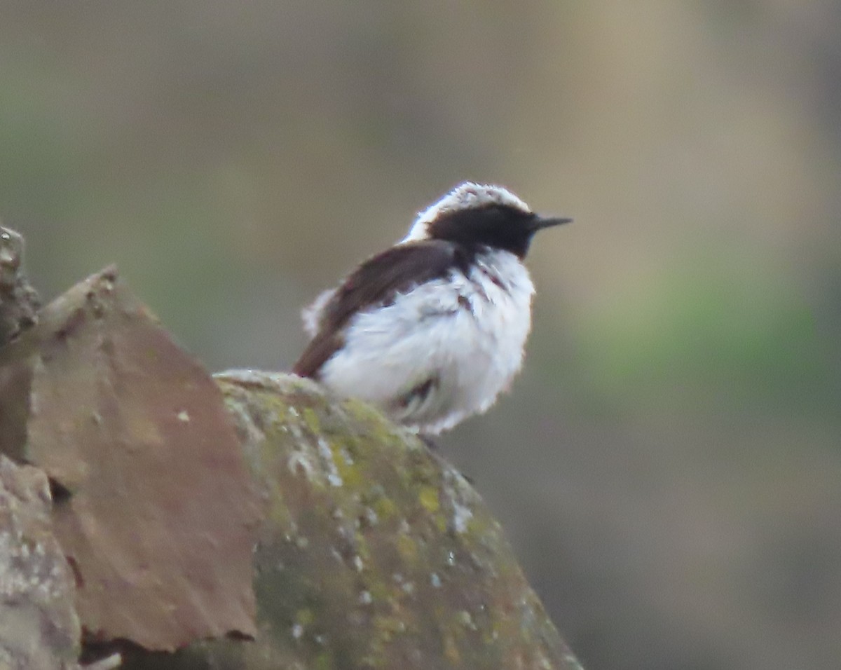 Finsch's Wheatear - Doug Kibbe