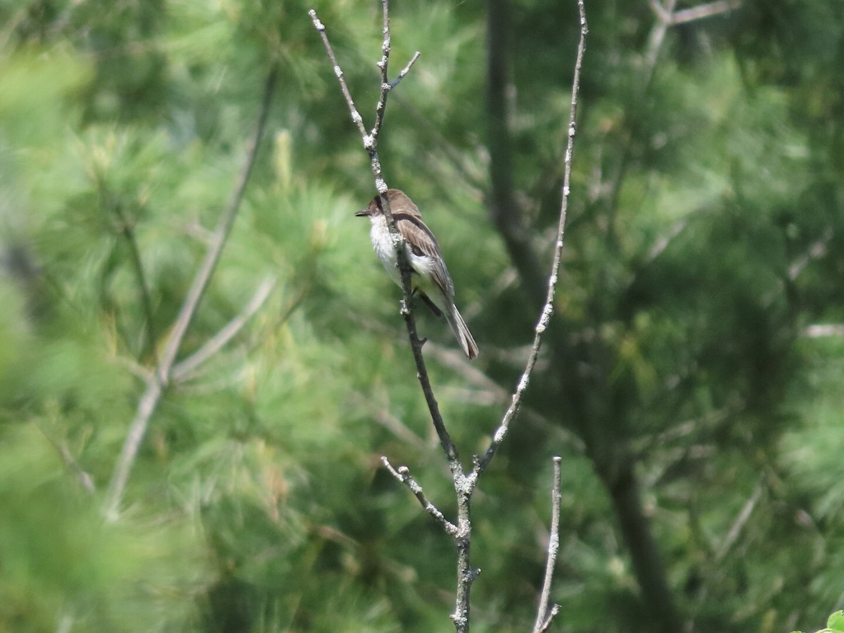 Eastern Phoebe - Tania Mohacsi