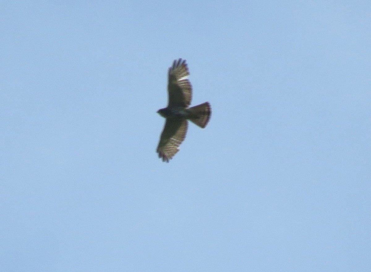 Broad-winged Hawk - Todd Ballinger