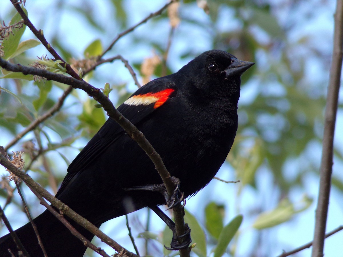 Red-winged Blackbird - Cole Pecka