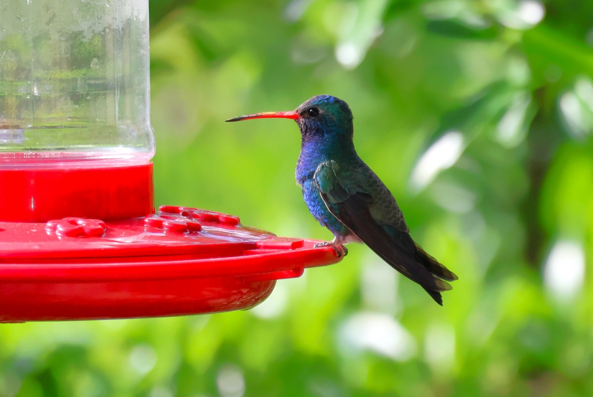 Broad-billed Hummingbird - Tricia Vesely