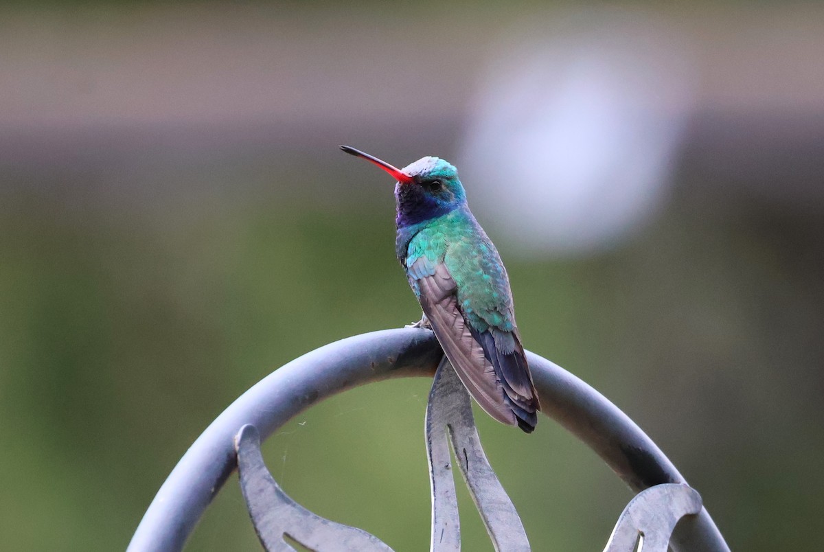 Broad-billed Hummingbird - Tricia Vesely