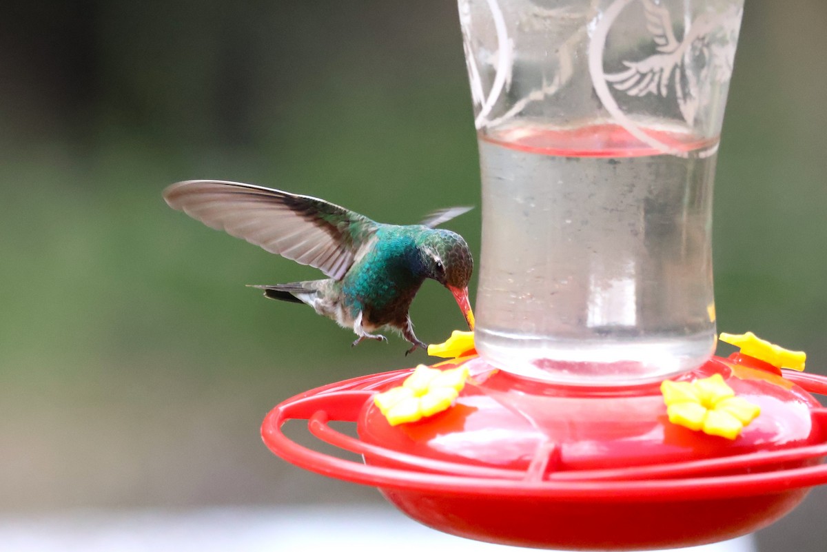 Broad-billed Hummingbird - Tricia Vesely