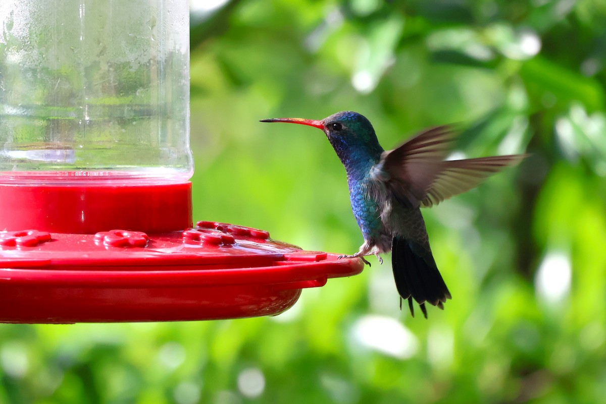 Broad-billed Hummingbird - Tricia Vesely