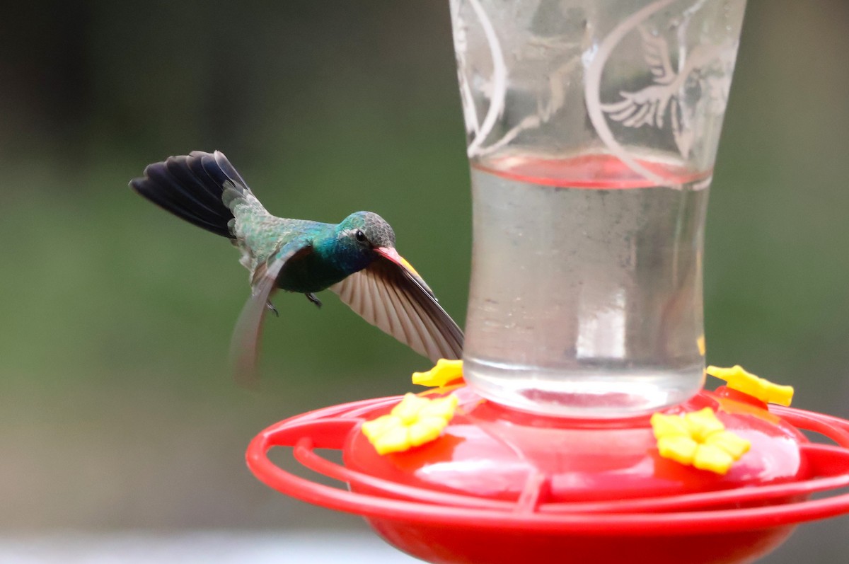 Broad-billed Hummingbird - Tricia Vesely