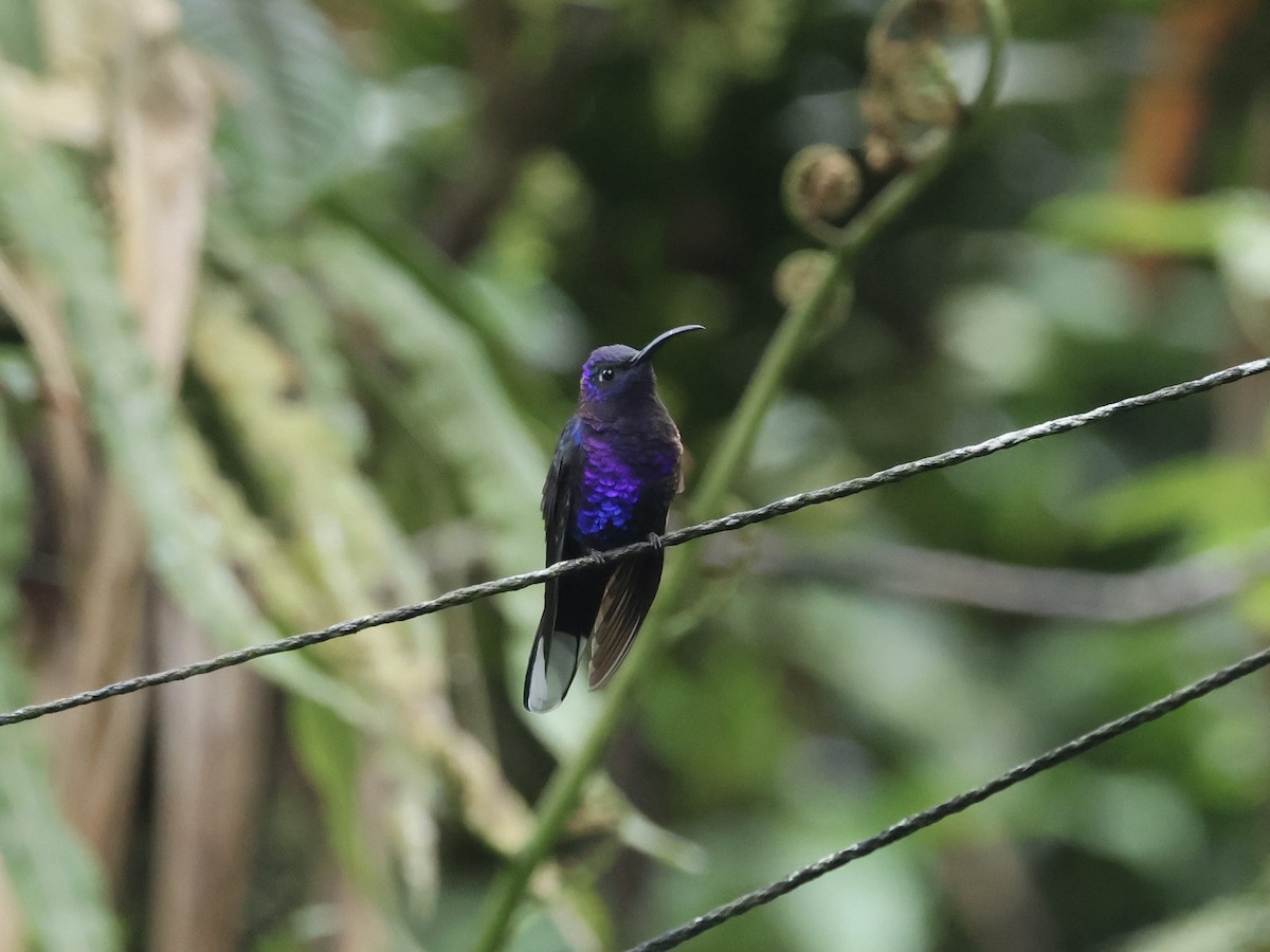 Violet Sabrewing - Amy Bishop & Doug Booher