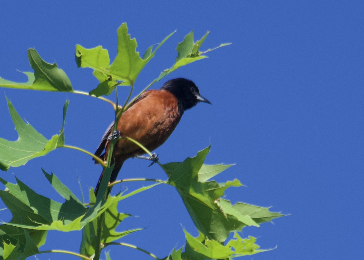 Orchard Oriole - ML619576792