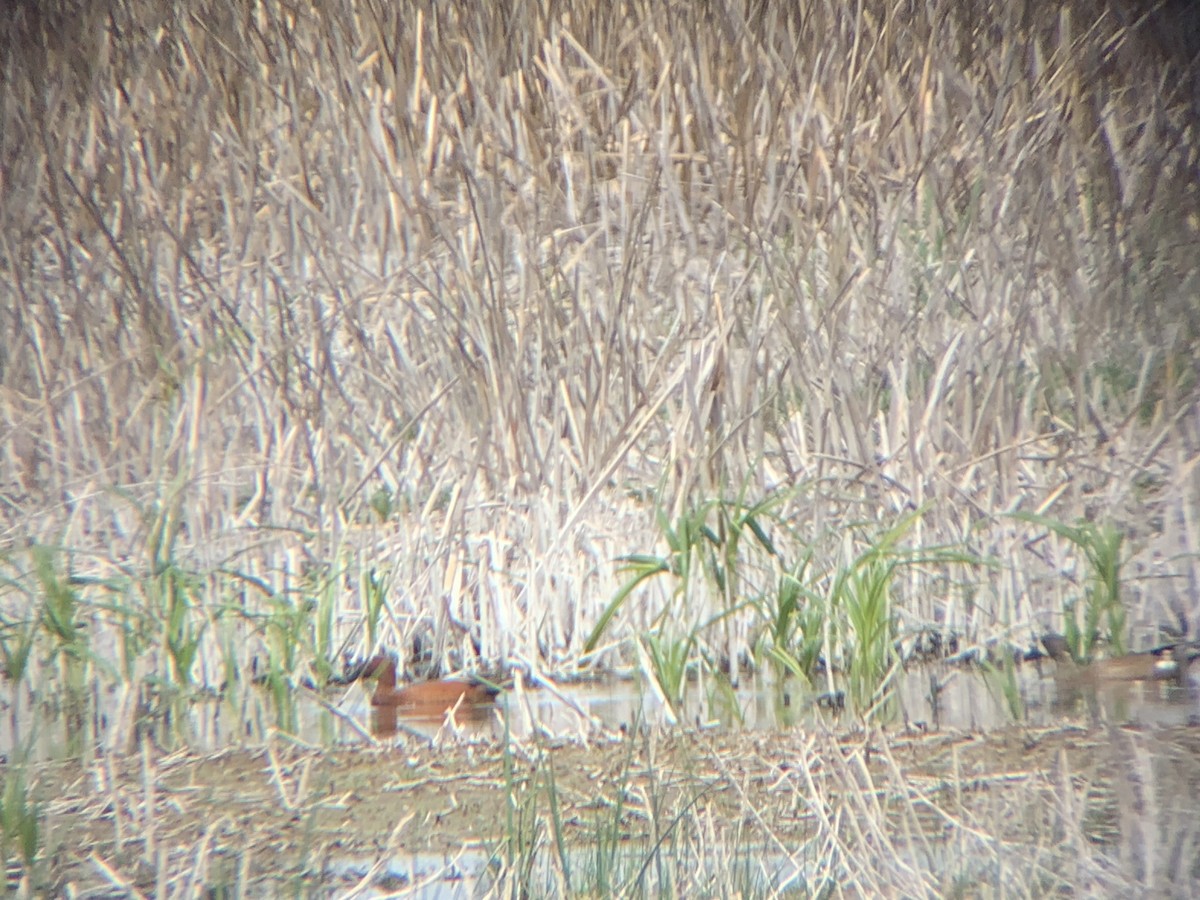 Cinnamon Teal - Tyson Brown