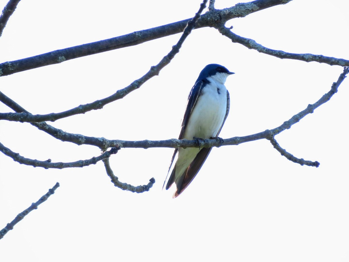 Tree Swallow - Tania Mohacsi