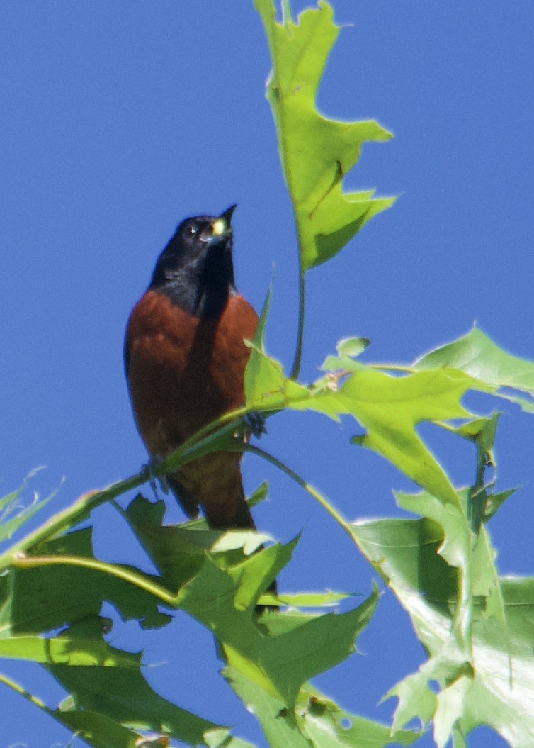 Orchard Oriole - Kanayo Rolle