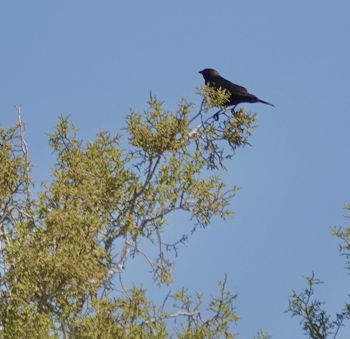 Brown-headed Cowbird - Byron Hukee