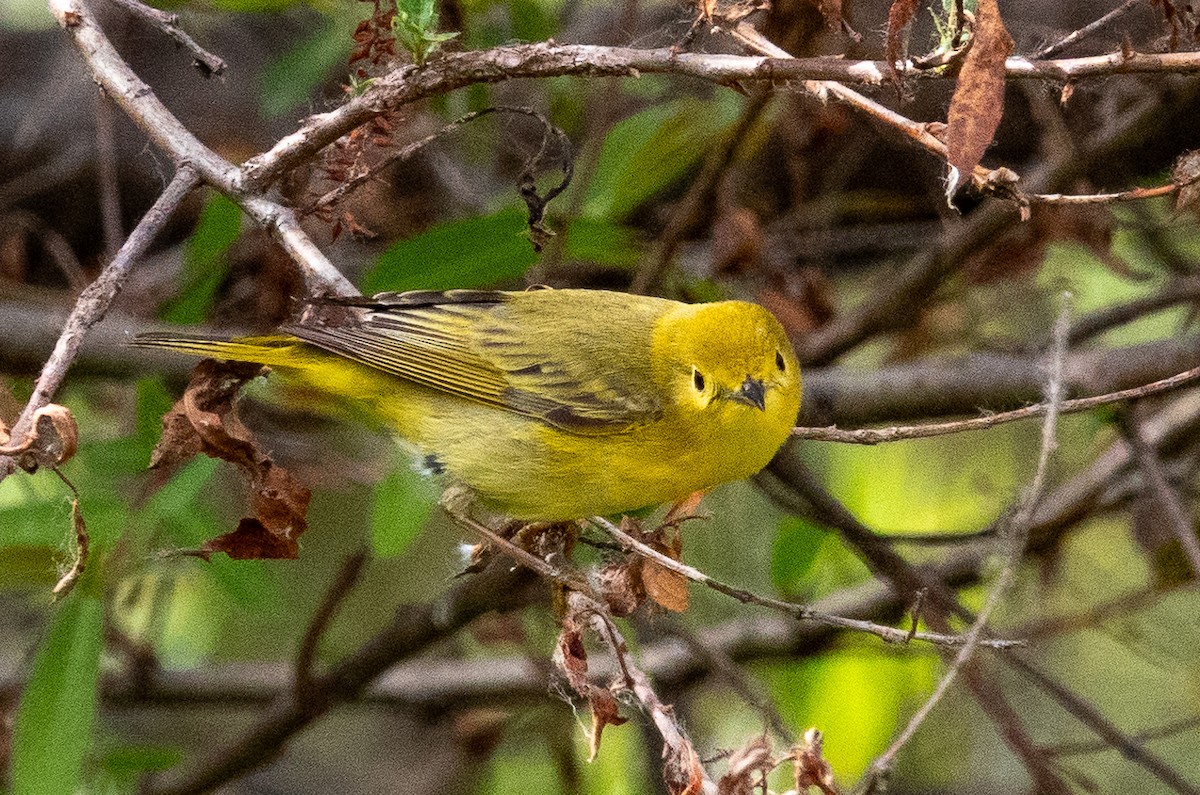 Yellow Warbler - Patty Drew