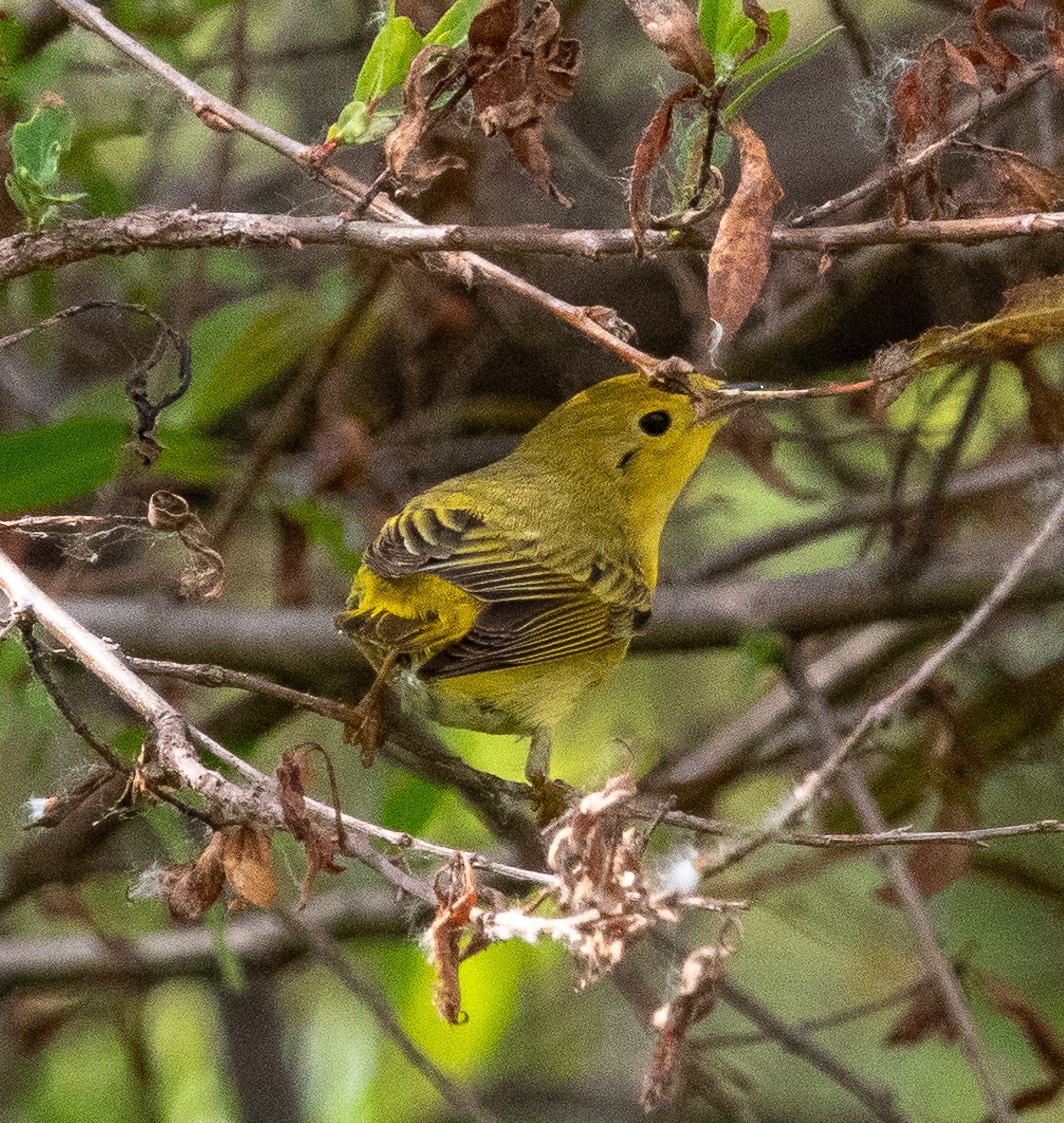 Yellow Warbler - Patty Drew