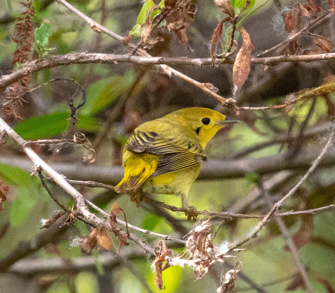 Yellow Warbler - Patty Drew