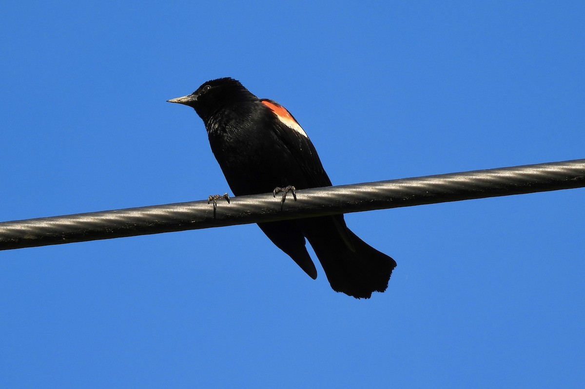 Red-winged Blackbird - Shir Nir