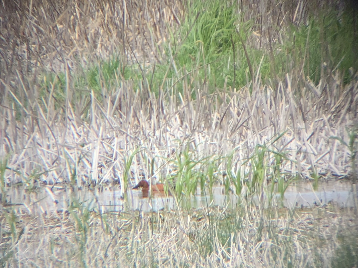 Cinnamon Teal - Tyson Brown