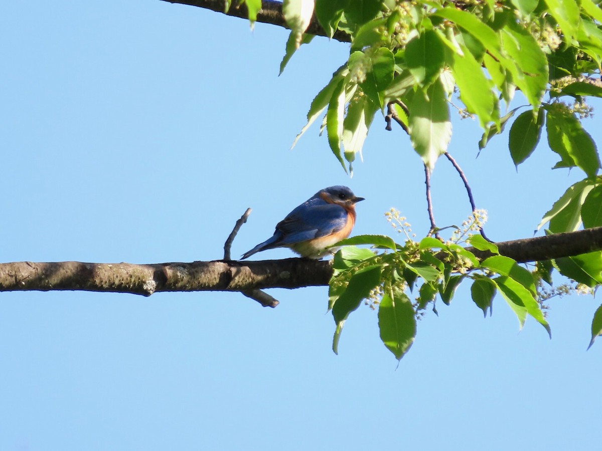 Eastern Bluebird - Tania Mohacsi