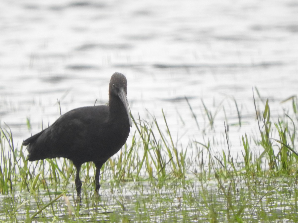 Puna Ibis - Agustin Carrasco