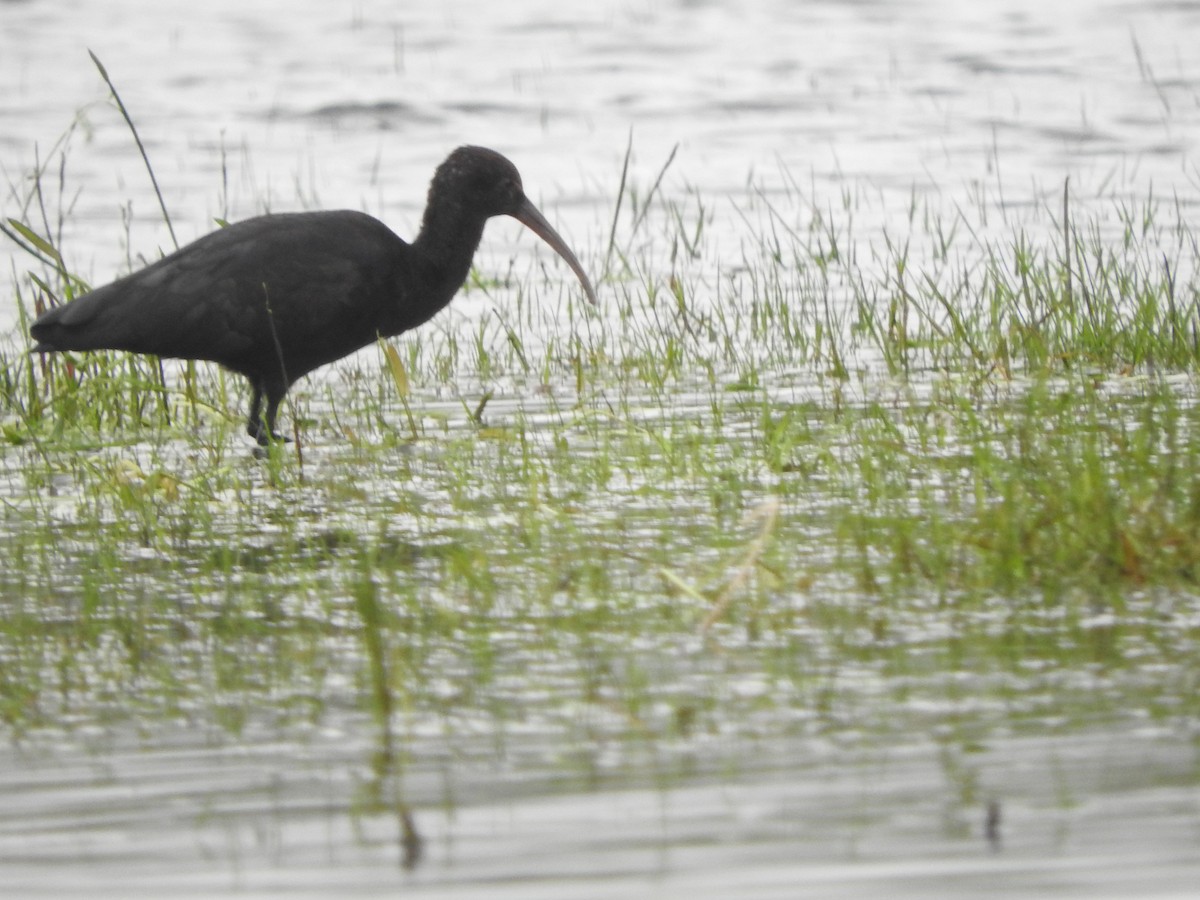 Puna Ibis - Agustin Carrasco