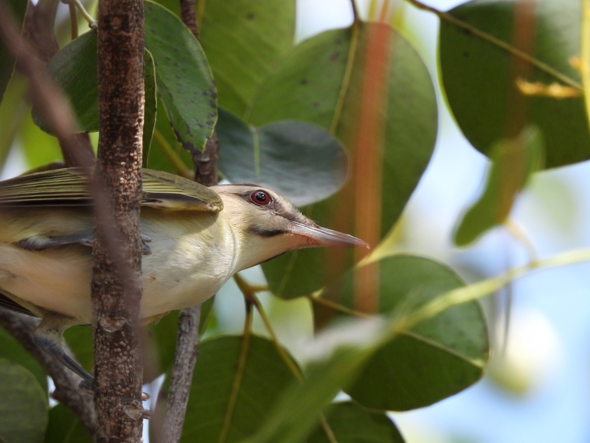 Black-whiskered Vireo - Amy Grimm