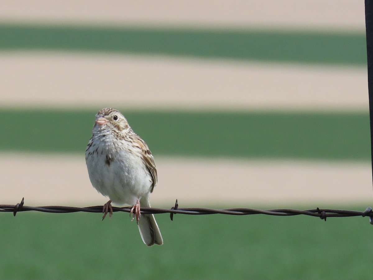 Vesper Sparrow - Ginger Bernardin