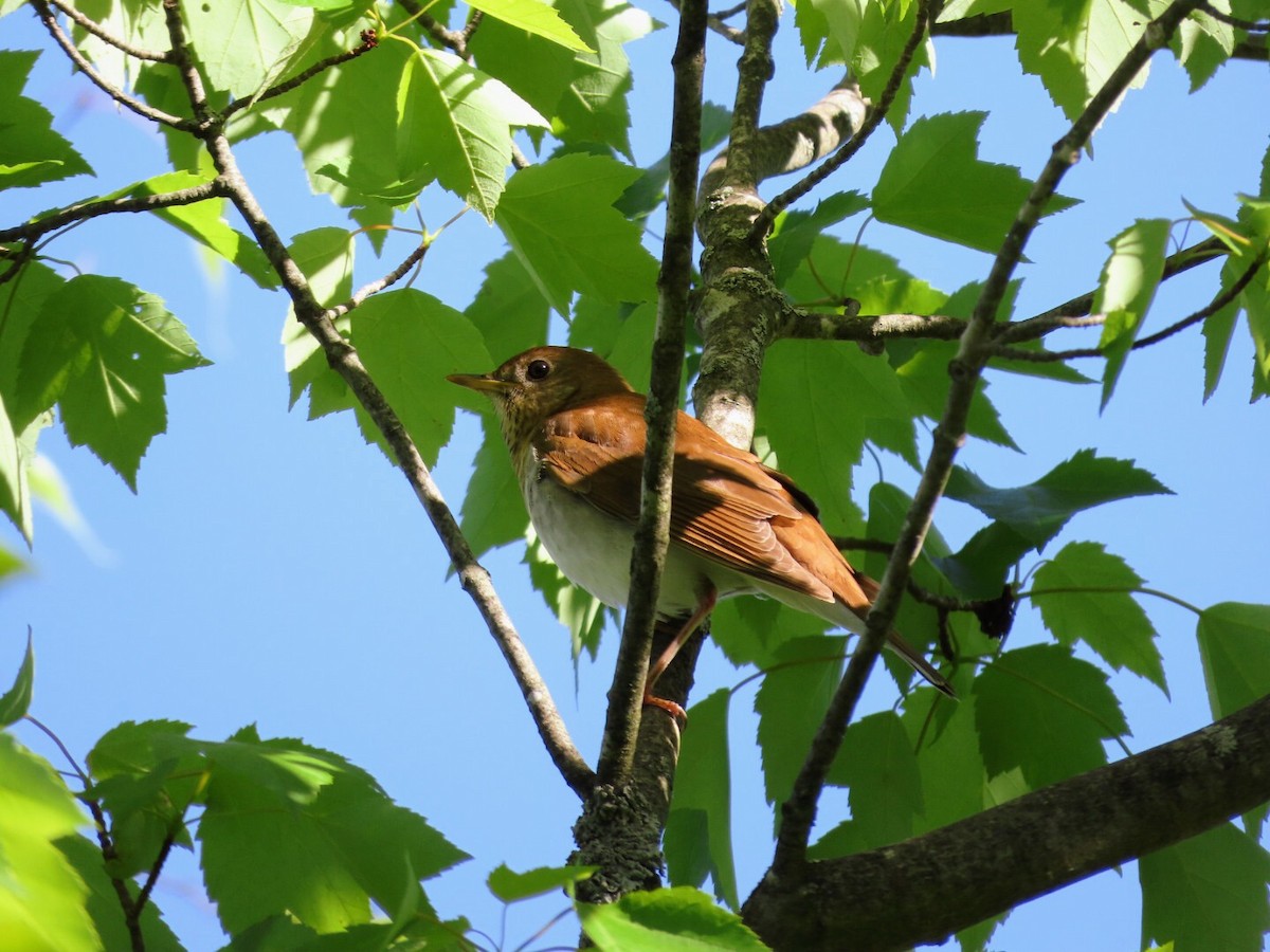 Veery - Tania Mohacsi