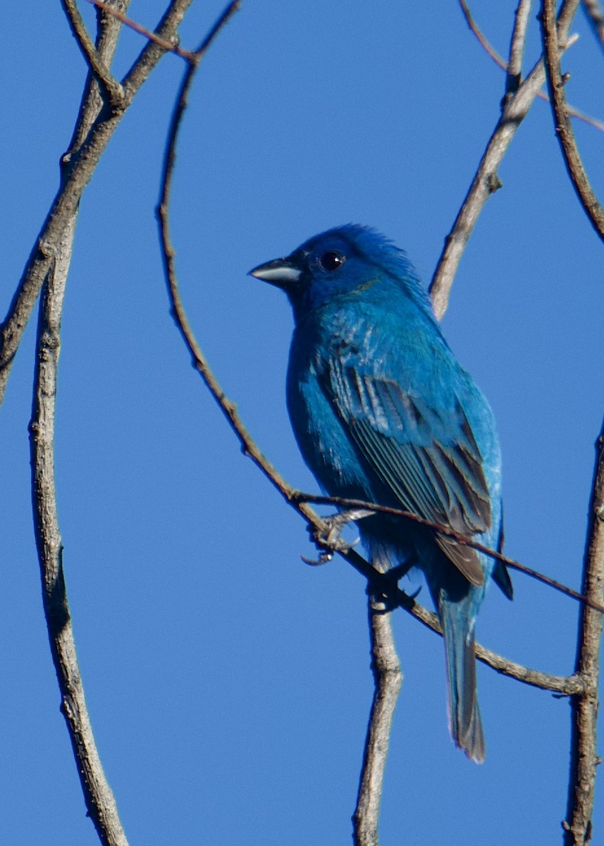 Indigo Bunting - Kanayo Rolle